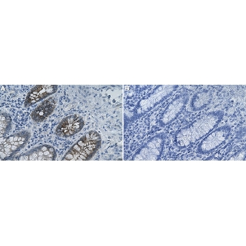 Anti-OLFM4/Olfactomedin-4 Antibody, clone 1B10 ZooMAb® Rabbit Monoclonal，4X25UL，ZRB2386-4X25UL，Sigma