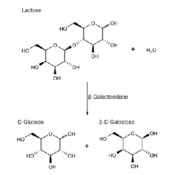 β 半乳糖苷酶 来源于大肠杆菌，3000UNITS，G5635-3KU，Sigma