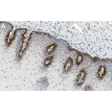 Anti-Rac1 Antibody, clone 1E9 ZooMAb® Rabbit Monoclonal，4X25UL，ZRB1121-4X25UL，Sigma