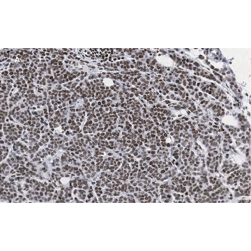 Anti-phospho-IRS1 (Tyr612) Antibody, clone 1N14, ZooMAb® Rabbit Monoclonal，25UL，ZRB09432-25UL，Sigma