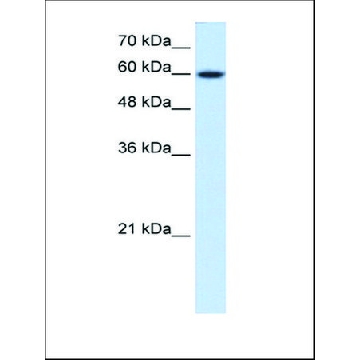 Anti-NR4A3 antibody produced in rabbit，100UL，AV45646-100UL，Sigma