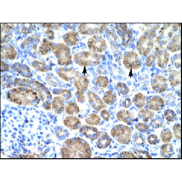 Anti-POU4F3 antibody produced in rabbit，100UL，AV33065-100UL，Sigma