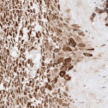 Anti-ATP9B antibody produced in rabbit，100UL，HPA029364-100UL，Sigma