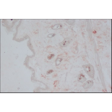 Anti-Collagen Type III antibody, Mouse monoclonal，100UL，SAB4200749-100UL，Sigma