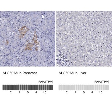 Anti-SLC30A8，100UL，HPA076165-100UL，Sigma
