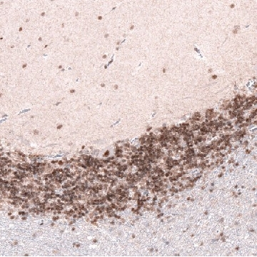 Monoclonal Anti-CUX1 antibody produced in mouse，100UL，AMAB91352-100UL，Sigma