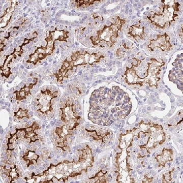 Anti-FGFR1 antibody produced in rabbit，100UL，HPA056402-100UL，Sigma