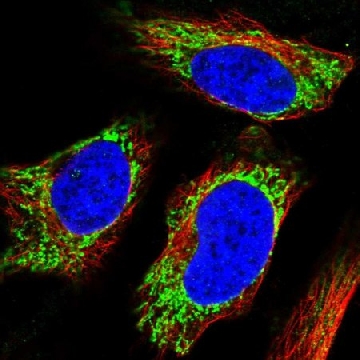 Anti-UGT8 antibody produced in rabbit，100UL，HPA065785-100UL，Sigma