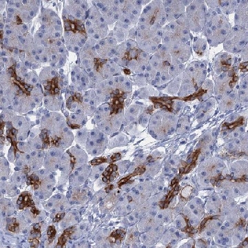 Anti-FAAP20 antibody produced in rabbit，100UL，HPA038829-100UL，Sigma