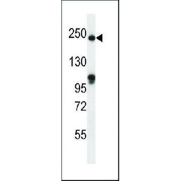 ANTI-SLIT1(N-TERMINAL) antibody produced in rabbit，400UL，SAB1307048-400UL，Sigma