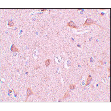 Anti-SIPA1L1 antibody produced in rabbit，100UG，SAB3500248-100UG，Sigma
