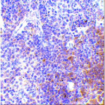 Anti-IRF7 (ab1) antibody produced in rabbit，100UG，PRS3941-100UG，Sigma