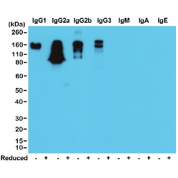 Anti-Mouse IgG antibody, Rabbit monoclonal，100UG，SAB5600195-100UG，Sigma