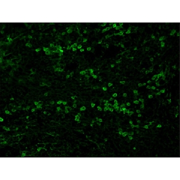 抗  兔 IgG（全分子）–FITC 山羊抗，2ML，F9887-2ML，Sigma