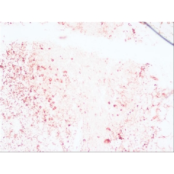 Anti-Human IgG (whole molecule) antibody produced in rabbit，2ML，I8635-2ML，Sigma