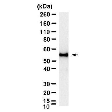 Anti-Myc tag Antibody, clone 9E10 ZooMAb® Mouse Monoclonal，25UL，ZMS1032-25UL，Sigma