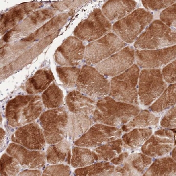 Anti-NKX2-3 antibody produced in rabbit，100UL，HPA047561-100UL，Sigma