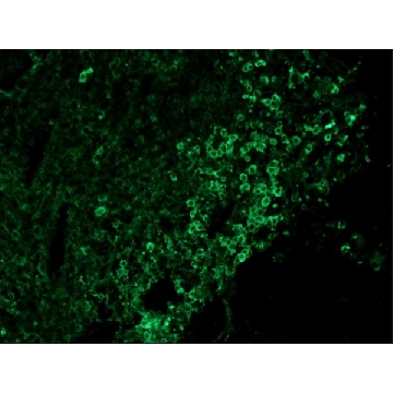 抗-鸡 IgY (IgG)（全分子）−FITC 兔抗，1ML，F4137-1ML，Sigma