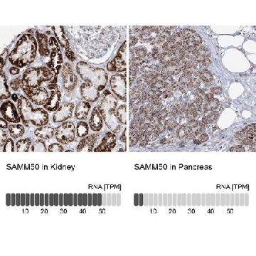 Anti-SAMM50 antibody produced in rabbit，100UL，HPA034537-100UL，Sigma