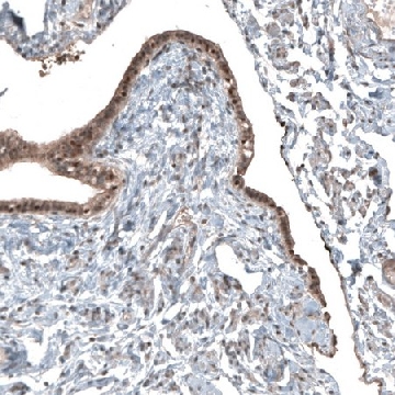 Anti-NUDT16L1 antibody produced in rabbit，100UL，HPA044186-100UL，Sigma