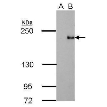 Monoclonal Anti-TET3 antibody produced in mouse，100UL，SAB2702190-100UL，Sigma