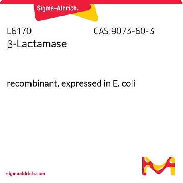 β-内酰胺酶，1VIAL，L6170-1VL，Sigma