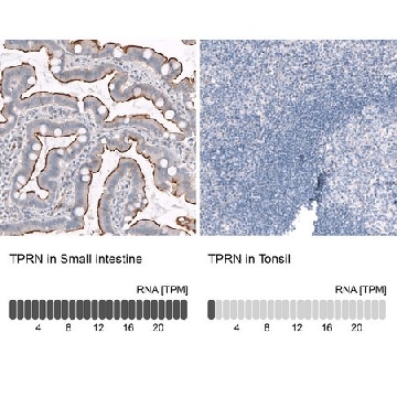 ANTI-TPRN antibody produced in rabbit，100UL，HPA020899-100UL，Sigma