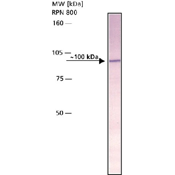 Anti-Amyloid Precursor Protein, N-Terminal antibody produced in rabbit，0.2ML，A8967-.2ML，Sigma