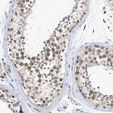 Anti-NUP35 antibody produced in rabbit，100UL，HPA018441-100UL，Sigma