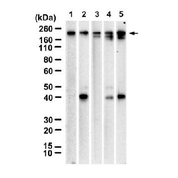 Anti-SCN10A Antibody, clone 1J13 ZooMAb® Rabbit Monoclonal，，ZRB3068-4X25UL，Sigma
