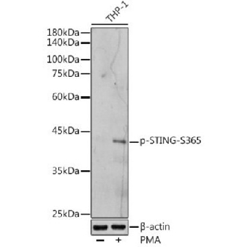 Anti-Phospho-STING-S365 antibody produced in rabbit，100UL，SAB5701942-100UL，Sigma