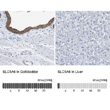 Anti-SLC6A6 antibody produced in rabbit，100UL，HPA016488-100UL，Sigma