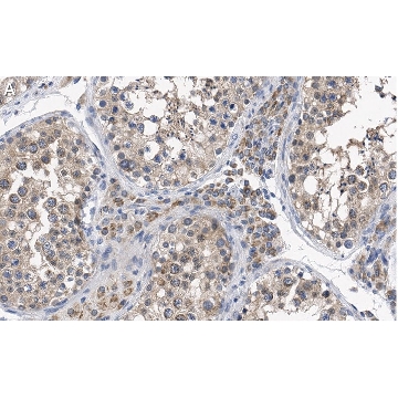 Anti-PGAM5 Antibody, clone 2J4 ZooMAb® Rabbit Monoclonal，4X25UL，ZRB1055-4X25UL，Sigma