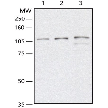 抗   O -GlcNAc 转移酶 (DM-17) 兔抗，200UL，O6264-200UL，Sigma