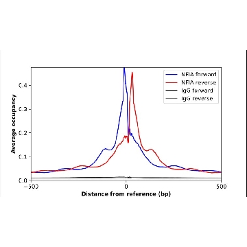 Anti-NFIA antibody produced in rabbit，100UL，HPA006111-100UL，Sigma
