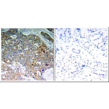 Anti-phospho-GSK3B (pTyr²¹⁶) antibody produced in rabbit，100UG，SAB4300237-100UG，Sigma