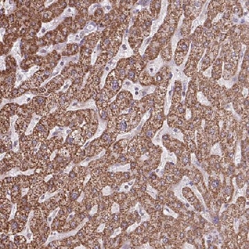 Anti-ALG8 antibody produced in rabbit，100UL，HPA051898-100UL，Sigma