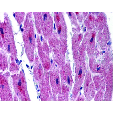 Anti-RBM24 antibody produced in rabbit，100UL，SAB2104677-100UL，Sigma