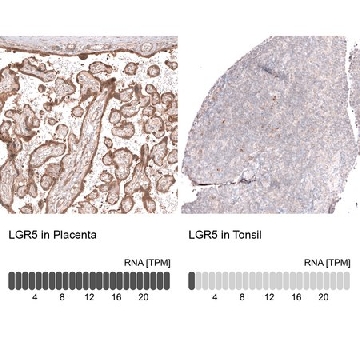 Monoclonal Anti-Lgr5 Antibody Produced In Mouse，1004G，AMAB91888-100UL，Sigma