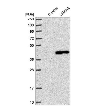 Anti-LMAN2 antibody produced in rabbit，100UL，HPA003927-100UL，Sigma