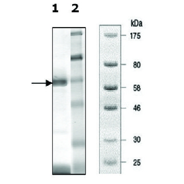 Tankyrase 2 [849-1166] active human，10UG，SRP0424-10UG，Sigma