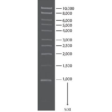1 kb DNA分子量标准，1VIAL，D0428-1VL，Sigma