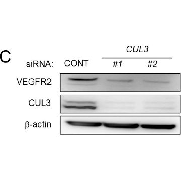 Anti-Cullin 3 antibody ,Mouse monoclonal，200UL，SAB4200180-200UL，Sigma