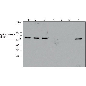 Anti-Human IgG3 antibody, Mouse monoclonal，100UL，SAB4200759-100UL，Sigma