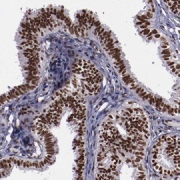 Anti-ERH antibody produced in rabbit，100UL，HPA002567-100UL，Sigma