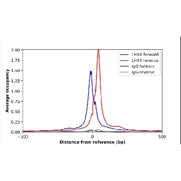 Anti-LHX4 antibody produced in rabbit，100UL，HPA055705-100UL，Sigma