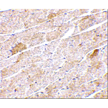 Anti-Neuritin antibody produced in rabbit，100UG，PRS4101-100UG，Sigma