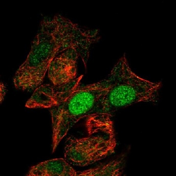 Anti-MIXL1 antibody produced in rabbit，100UL，HPA005662-100UL，Sigma