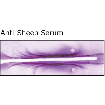 Anti-Sheep Serum antibody produced in rabbit，2ML，S4265-2ML，Sigma