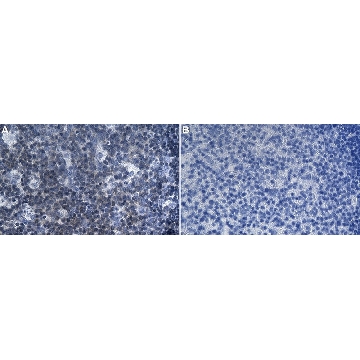 Anti-FPR1 Antibody, clone 1D14 ZooMAb® Rabbit Monoclonal，，ZRB2730-4X25UL，Sigma